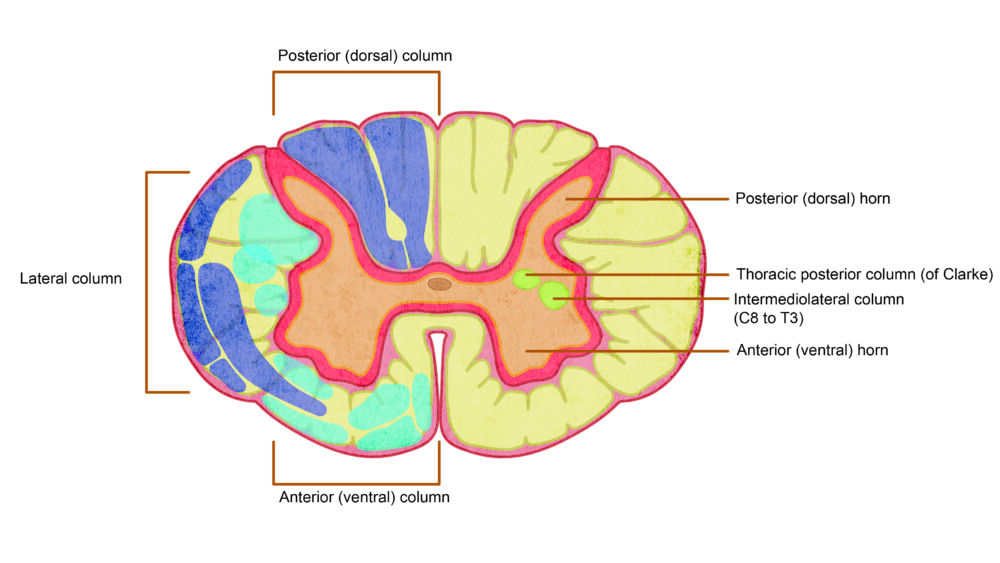 sacral spinal cross section