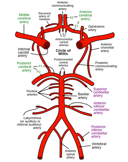 ischemic stroke pathophysiology