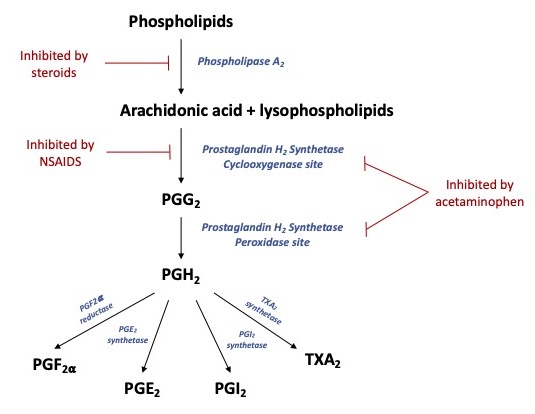 acetaminophen and alcohol metabolism